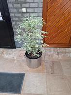 Robuuste RVS Pot (Ø 45 cm) – Veelzijdig & Stijlvol - Verhuis, Ophalen, 40 cm of meer, Rond, Tuin