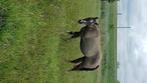 Aqha merrie grullo drachtig, Dieren en Toebehoren, Paarden, Merrie, Minder dan 160 cm, 3 tot 6 jaar, Westernpaard