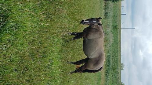 Aqha merrie grullo drachtig, Dieren en Toebehoren, Paarden, Merrie, Onbeleerd, Minder dan 160 cm, 3 tot 6 jaar, Westernpaard, Met stamboom