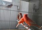 Various Canaris - Mále é femelle - 2025, Animaux & Accessoires, Oiseaux | Canaris