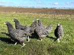 Jonge tamme Noord Hollandse Blauwe kippen gesekst en ingeënt, Dieren en Toebehoren, Vrouwelijk, Kip