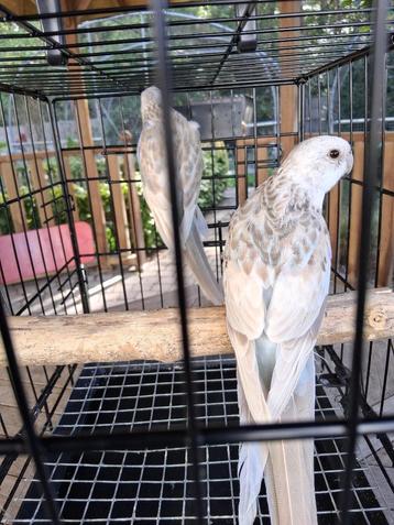 parkieten en papegaaien beschikbaar voor biedingen