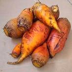 Voederbieten, Enlèvement, Bétail