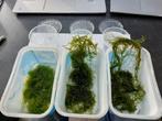 mossen: vorkjesmos bronmos javamos - aquariumplanten, Zoetwatervis, Overige typen