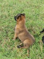 Mechelse Herder Puppy's, Dieren en Toebehoren, België, Fokker | Hobbymatig, 8 tot 15 weken, CDV (hondenziekte)