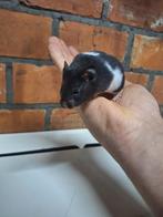 Jonge goudhamsters, verschillende kleurtjes, handtam., Dieren en Toebehoren, Knaagdieren, Augustus, Hamster, Tam