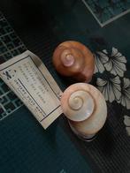 Escargots, Enlèvement ou Envoi