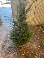 Haagplanten, Tuin en Terras, Planten | Struiken en Hagen, Ophalen of Verzenden, Taxus