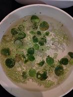 Kikkerbeet, Offres d'emploi, Emplois | Horeca & Traiteurs