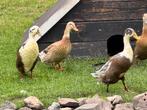 Gratis loopeenden mannetjes, Dieren en Toebehoren, Pluimvee