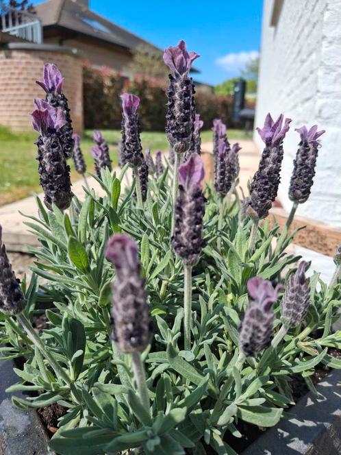 Vaste planten aanleg tuin, Tuin en Terras, Planten | Tuinplanten, Ophalen