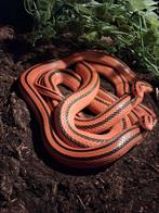 1.1 Oreocryptophis porphyraceus coxi, Animaux & Accessoires, Reptiles & Amphibiens, Serpent, 3 à 6 ans