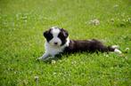 border collie pups geboren op boerderij, Dieren en Toebehoren, Honden | Herdershonden en Veedrijvers, België, Particulier, CDV (hondenziekte)