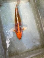 Kujaku Jumbo Tosai 43cm en meer, Dieren en Toebehoren, Vissen | Vijvervissen