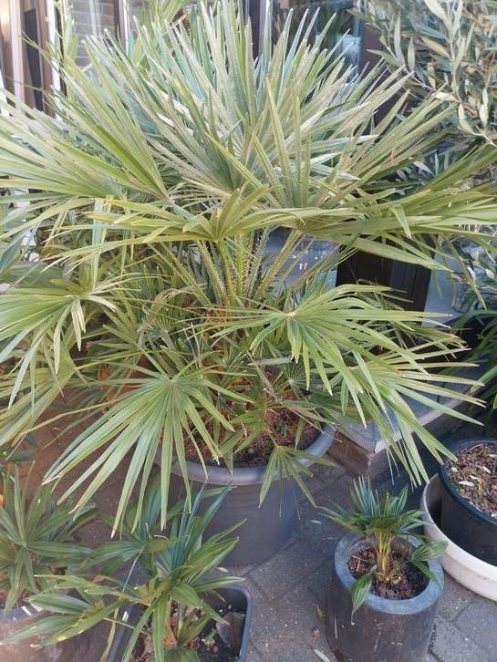 Palmplanten en olijfbomen, Tuin en Terras, Planten | Tuinplanten, Ophalen