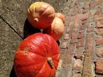 Pompoen voor soep/halloweenversiering, Enlèvement