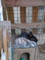 2 koppels konijnen, Animaux & Accessoires, Lapins