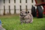 Pomeranian, mini dwergkees, Belgisch fokker