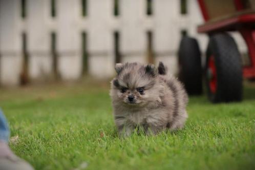 Pomeranian, mini dwergkees, Belgisch fokker, Dieren en Toebehoren, Honden | Poolhonden, Keeshonden en Oertypen, Meerdere dieren