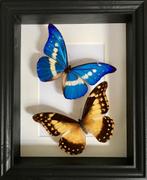 Splendid Couple Morpho Collector Rethenor Helena onder frame, Verzamelen, Nieuw, Opgezet dier, Ophalen of Verzenden, Insect