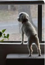 Dogsitter aan huis