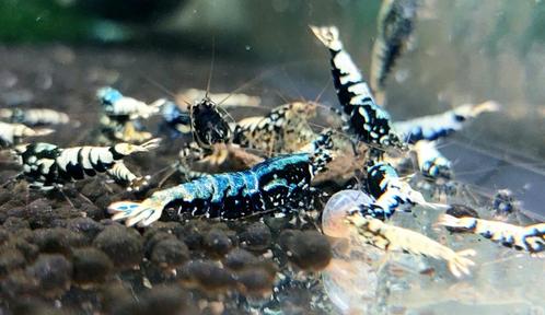 Crevettes, Dieren en Toebehoren, Vissen | Aquariumvissen, Zoetwatervis, Kreeft, Krab of Garnaal
