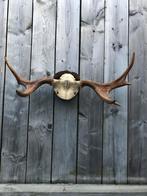 Jong eland gewei, Huis en Inrichting, Ophalen, Gebruikt