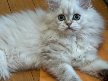 kitten Britse langhaar beschikbaar voor biedingen