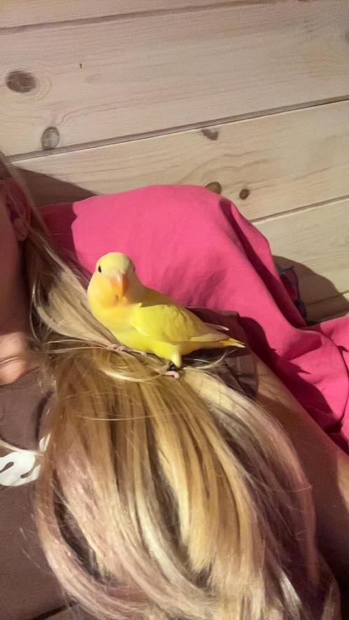 Tamme dwergpapegaai, Dieren en Toebehoren, Vogels | Parkieten en Papegaaien, Dwergpapegaai of Agapornis, Geslacht onbekend, Tam