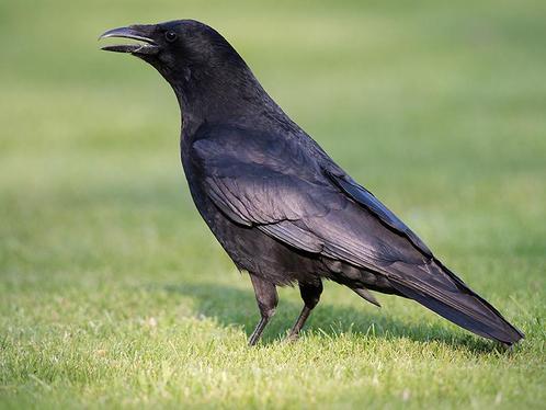 Gezocht: Jonge (tamme) kraai, Dieren en Toebehoren, Vogels | Toebehoren, Ophalen