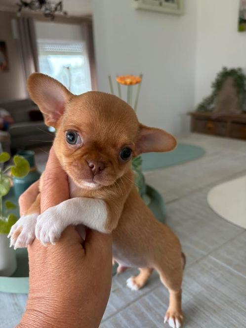 Prachtige reutje zoekt een gouden mandje, Dieren en Toebehoren, Honden | Chihuahua's en Gezelschapshonden, Chihuahua, Fokker | Hobbymatig