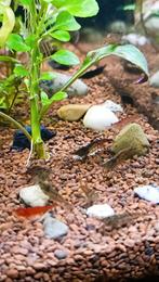 Neo caridinas garnalen