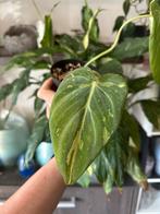 Philodendron gloriosum TYPE 2, Enlèvement ou Envoi