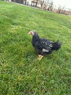 Wyandotte kriel kippen, Dieren en Toebehoren