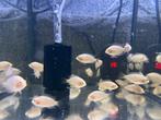 Jonge White Convict Cichlide, Dieren en Toebehoren, Vissen | Aquariumvissen, Vis, Zoetwatervis