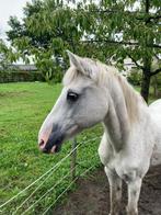 Weidemaatje, Dieren en Toebehoren, Ruin, Gechipt, 11 jaar of ouder