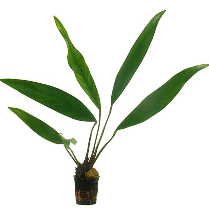 Anubias Lanceolata – Levendige Aquariumplant (15 cm), Animaux & Accessoires, Poissons | Aquariums & Accessoires, Neuf, Plante(s), Pierre ou Bois