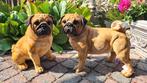 Polyester honden,  mops beelden, Tuin en Terras, Ophalen, Nieuw, Kunststof, Dierenbeeld