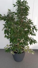 ficus kamerplant in pot, Huis en Inrichting, 100 tot 150 cm, Ficus, Halfschaduw, In pot