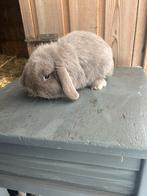 Klein en compact nederlandse dwerghangoor, Dieren en Toebehoren, Konijnen, Mannelijk, Dwerg, Hangoor, 0 tot 2 jaar