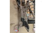 Subframe van een Mitsubishi Lancer, Ophalen of Verzenden, 3 maanden garantie, Gebruikt, Mitsubishi
