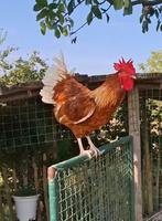 Haan 1 jaar oud, Dieren en Toebehoren, December, Mannelijk