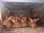 Vaal van bourgondie  konijnen