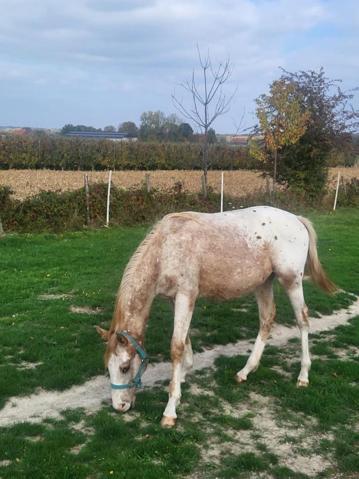 Appaloosa hengst 1,5 jaar, Dieren en Toebehoren, Paarden, Hengst