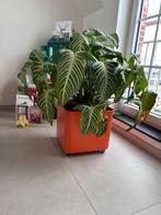 Boîte à fleurs en plastique vintage des années 70, Jardin & Terrasse, Bacs à fleurs & Jardinières, Enlèvement ou Envoi, Intérieur