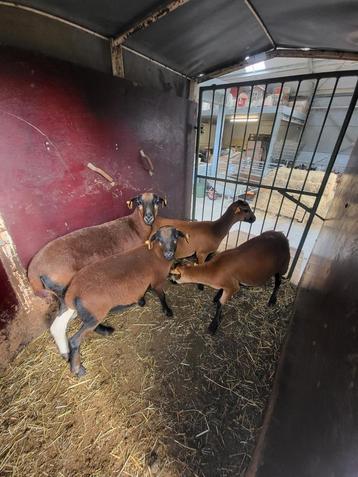 Vrouwelijke kameroen schapen  beschikbaar voor biedingen