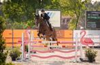 (Jonge) springpaarden gezocht, Dieren en Toebehoren, Paarden