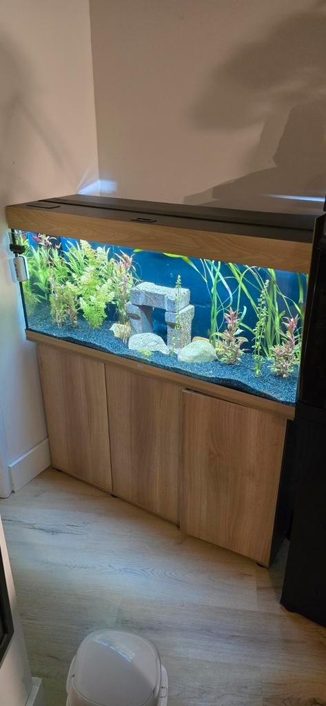 Juwel rio 240L, Dieren en Toebehoren, Vissen | Aquaria en Toebehoren, Zo goed als nieuw, Ophalen