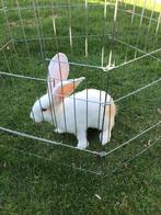 Jonge Duitse Reuzen, Geslacht onbekend, Groot, 0 tot 2 jaar