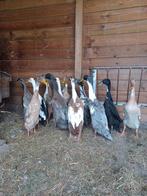 Jonge loopeenden, Dieren en Toebehoren, Pluimvee, Meerdere dieren, Eend